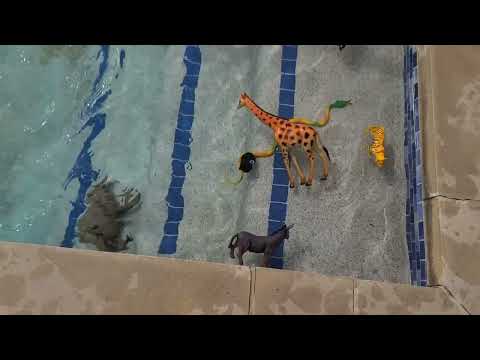 Can wild Animals And Farm Animals Swim ? Wow The Result was unexpected.