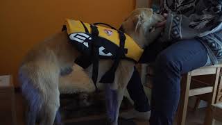 EzyDog Life jacket for dogs review by the Dutch Sighthound 1,569 views 3 years ago 6 minutes, 25 seconds