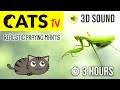 CATS TV - Realistic Flying Mantis - 3 HOURS (Game for Cats)