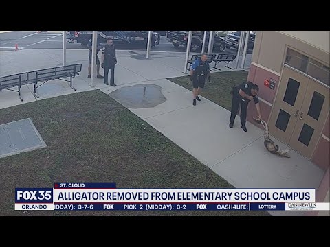 Alligator removed from Florida elementary school campus