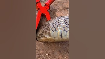 Con rắn này đang lột xác cả nhà ơi