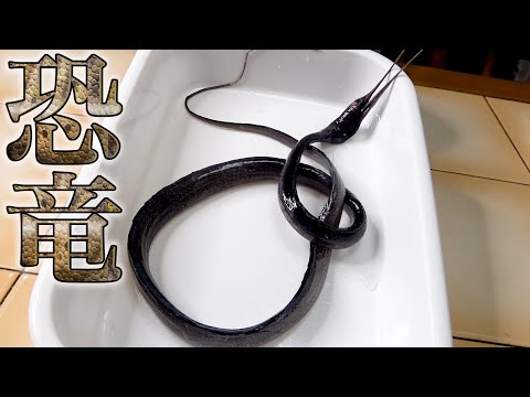 まるで恐竜時代にいそうな珍しい魚を漁師さんからもらったので食べてみます!!!