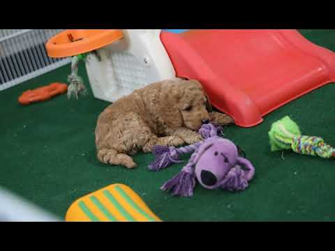 Meet Barney the Goldendoodle Mini Puppy! - YouTube