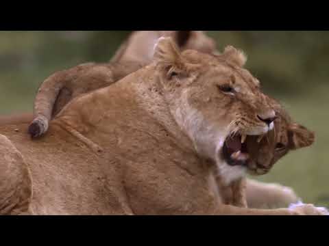 Дивовижний світ хижаків. Льви та великі кішки (The Amazing World of Predators. Lions and Big Cats)