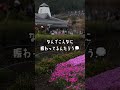 4月中旬の大石公園🌼