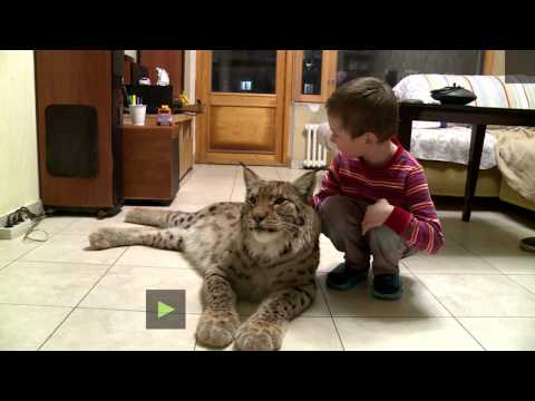 Video: Jinsi Ya Kuteka Lynx
