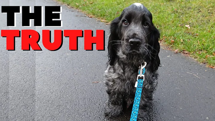 The TRUTH About Living With A COCKER SPANIEL - DayDayNews