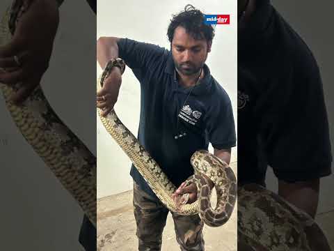 WATCH: Giant 7-foot Indian rock python enters Mumbai restaurant #shorts