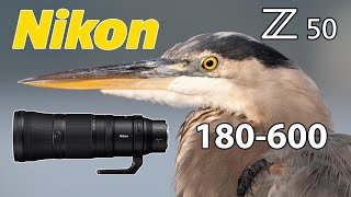 Nikon Z50 180-600 Real World Bird Photography! NIKKOR 180-600