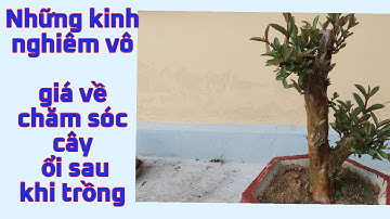 Những kinh nghiệm vô giá về chăm sóc cây ổi sau khi trồng