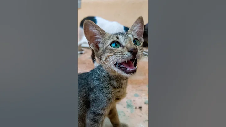 Watch the video about Interesting Cat Facts You Didn't Know | Sokoke Cats