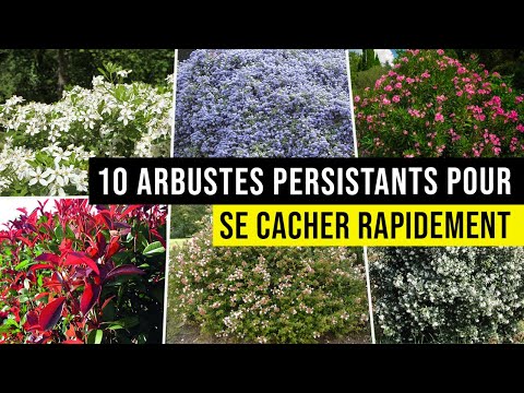 Vidéo: Variétés d'arbustes de la zone 8 - Faire pousser des buissons dans les jardins de la zone 8