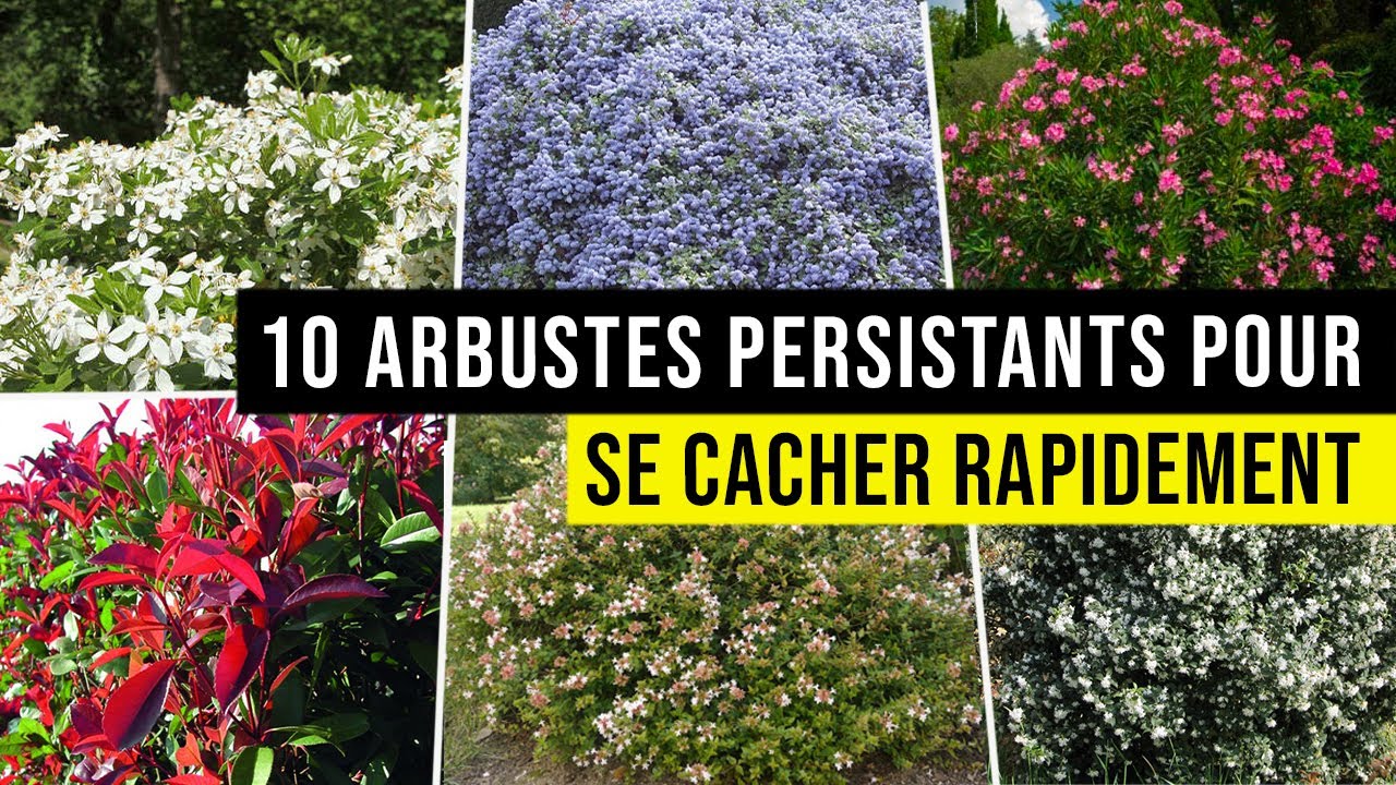 Plantes de jardin à croissance rapide, Top 10