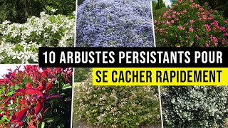 10 Arbustes PERSISTANTS à Utiliser en Haie pour se CACHER d'un Vis à Vis !