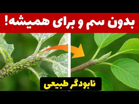 گیاهانی که مثل سم طبیعی عمل می کنند بدون سم پاشی آفات را فقط با گیاه دور کنید