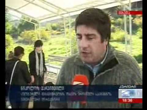 kulturis saministro - bavshvta arqeologia