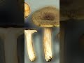 Груздь сосочковый (Lactarius mammosus) short #shorts