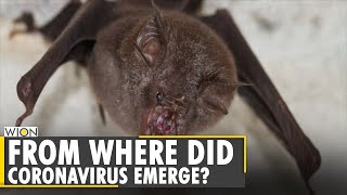 Coronavirus Origin: Do museum bat collections hold the clue? COVID-19 | Latest English News
