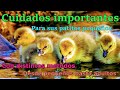 Cuidados muy importantes para patitos pequeños para que crezca feliz 🌴🍑