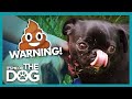 Poop Eating Pugs Take Recycling Too Far! | It's Me or the Dog