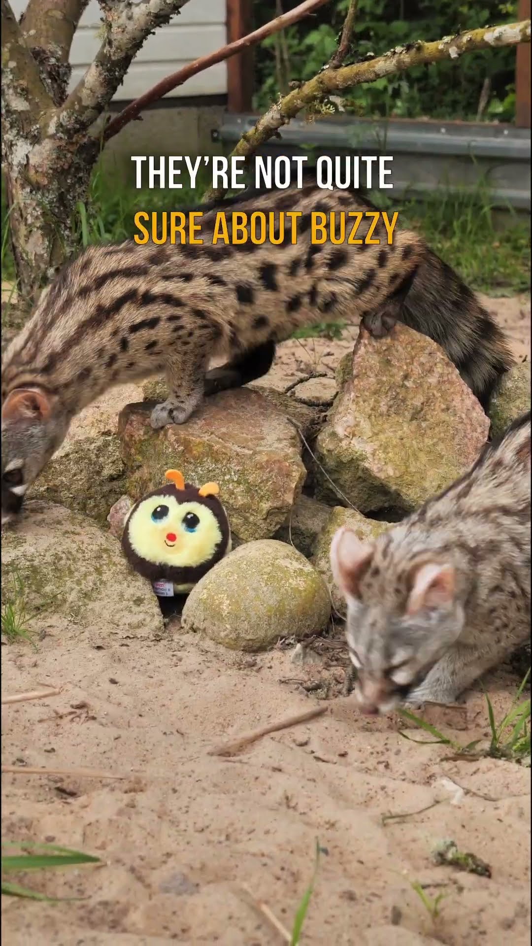 BUZZY,, brave little bee / Beanie bouncer #ty #beaniebouncers