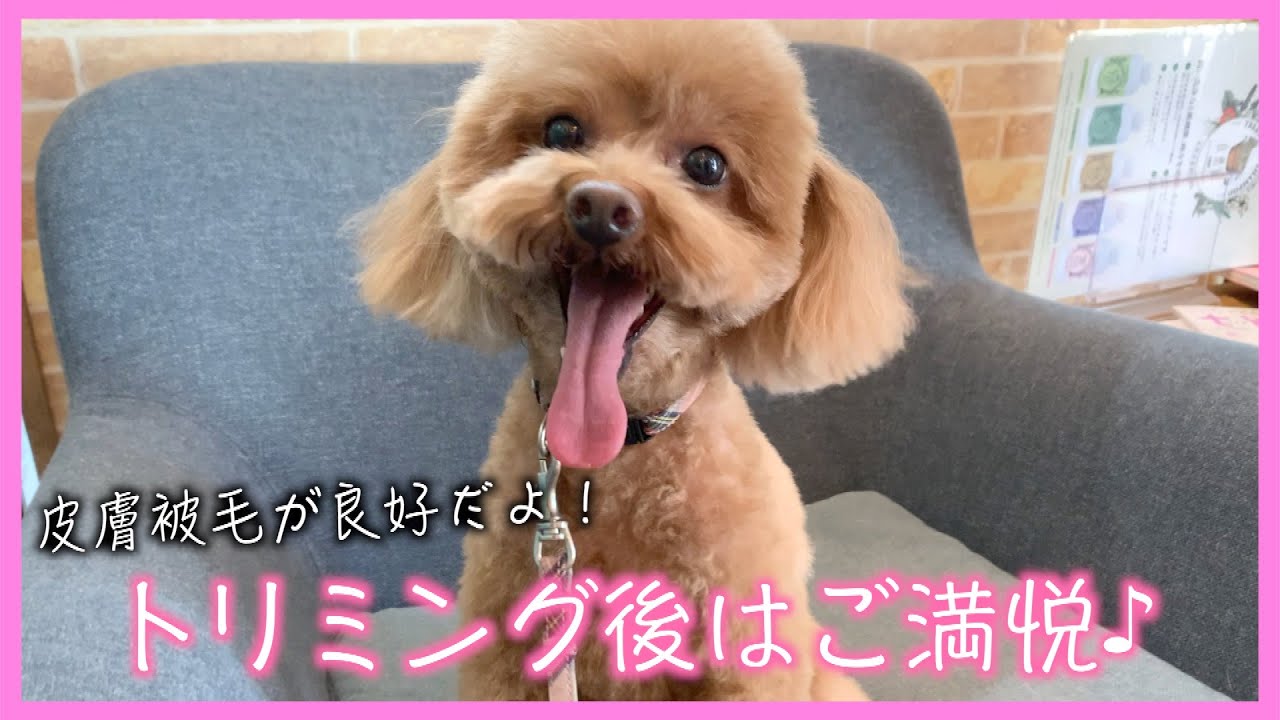 トリミング トイ プードル マロンちゃん ご来店 Youtube