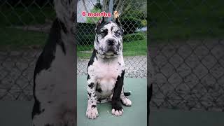 27 Days To One Year Transformation Of Pitbull