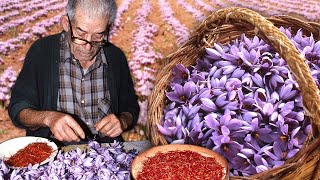 Saffron or 'red gold'. Collecting the stigmas of this flower to add flavor and smell to stews