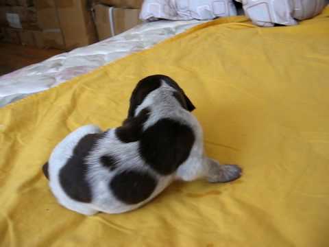 German Shorthaired Pointer Puppy 2 Weeks Old First Steps Youtube