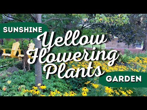 וִידֵאוֹ: מידע על פרח צהוב: כיצד לגדל צמחי עץ צהובים בגינה