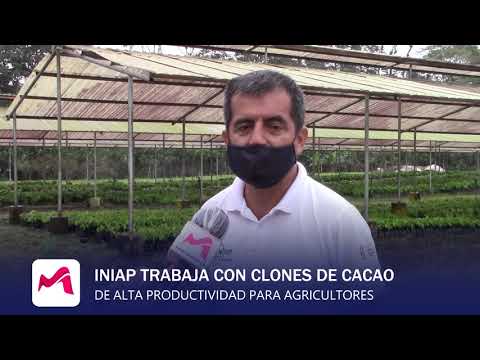 Iniap capacita a agricultores de cacao