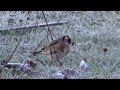 CHARDONNERET Élégant/Groupe en Hiver/Carduelis carduelis ! BRUITX