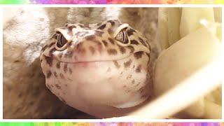 【541】 A day in Leopard Gecko.【Leokuza's growth record】レオパのいちにち。【レオクウザの成長記録】