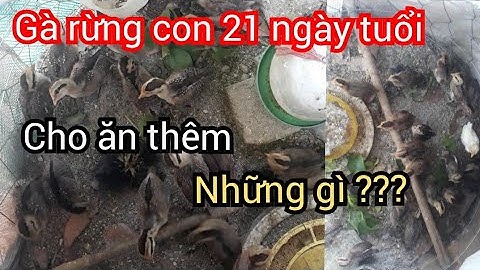 Cung Cấp Thêm Thức Ăn Cho Gà Rừng Con 21 Ngày Tuổi, Gà Rừng Miền Bắc