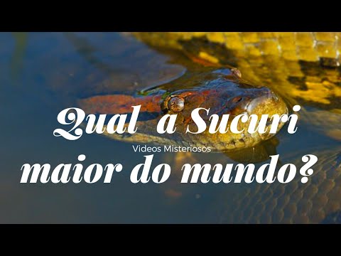 SUCURI A MAIOR COBRA DO MUNDO, 5 CURIOSIDADES SOBRE A SUCURI