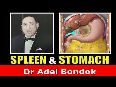 Spleen and Stomach,