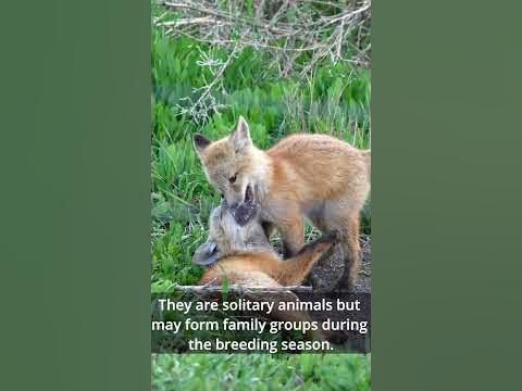 Red Foxes: Adaptability and Survival in the Wild #short #shorts # ...