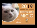 Calendario protezione micio 2019  versione da tavolo