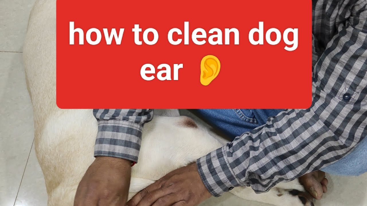 how to clean dog ear scleaning dogs ears - YouTube