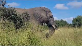 Awesome Elephant Encounters 1-5 Kruger Park