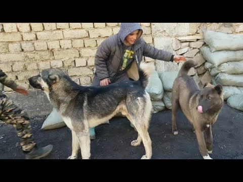 Саг чанг. Саги чупони. Саги дахмарда. Саги чупони точики.