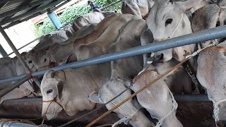 COW FOR SALE🐄🐂 and 5 Heads Sold went to Northern Luzon #fattening #breeding .Call 09272703344