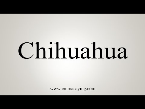 Video: Vad är Chihuahua Uttalat På Det Sättet?