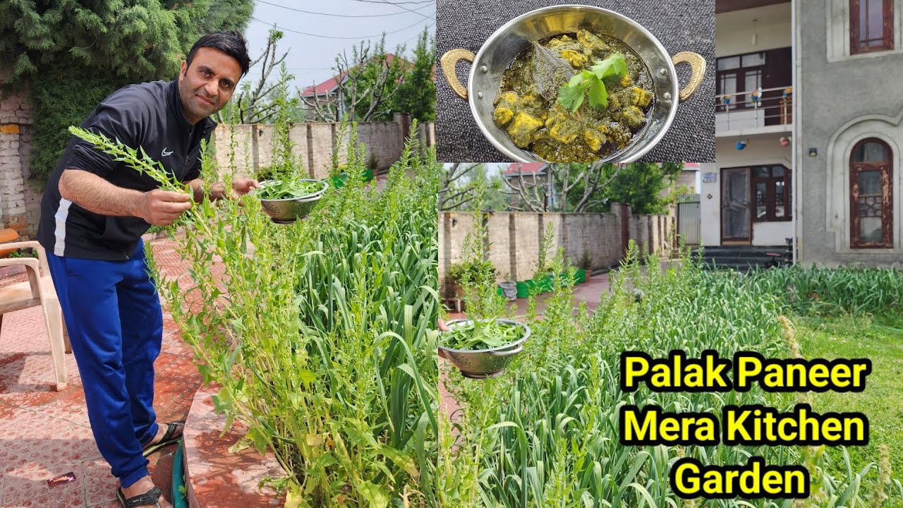 Ghar Ke Kitchen Garden Ki Palak  Se Banaya Palak Paneer Mazedar Dish