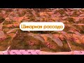 7 дней от всходов. Рассада огурца🌱🌱🌱.