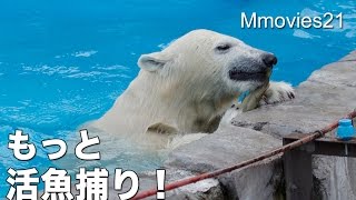 Take live fish in night zoo,Polar Bears カラスに取られた魚！夜の活魚給餌