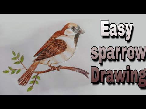 Easy Sparrow Drawing| Bird drawing step by step - YouTube