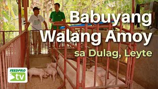 Babuyang Walang Amoy sa Dulag, Leyte