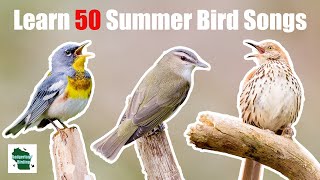 Learn 50 Summer Common Backyard Bird Songs and Calls (Eastern United States)
