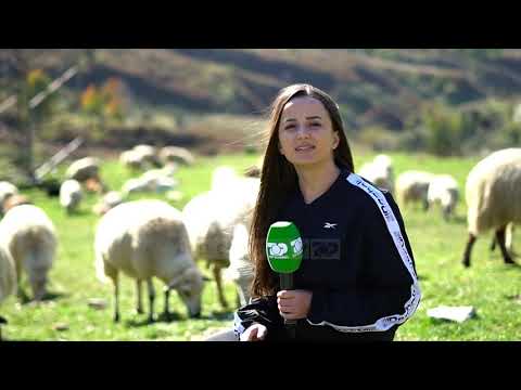 Video: A duhet të kujdesen barinjtë australianë?